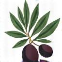Icono de una rama de olivo y aceitunas
