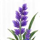 Icono de una rama de lavanda